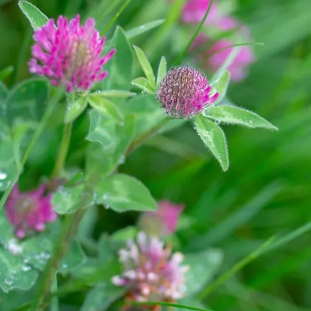 Riemenerhof Agroturismo *