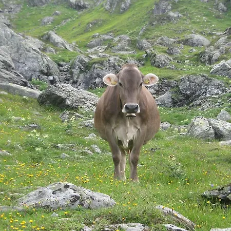 Agroturismo Riemenerhof *