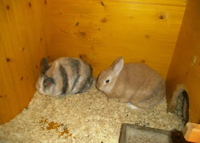 Bauernhof Riemenerhof