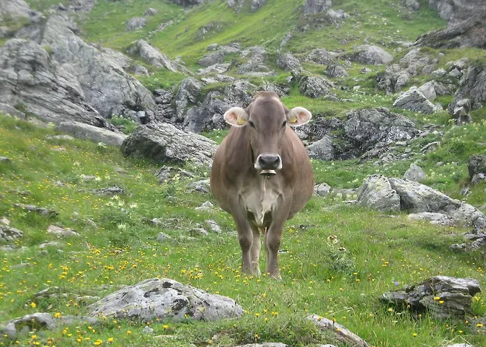 Bauernhof Riemenerhof *