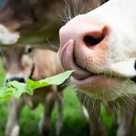 Çiftlik konaklama Riemenerhof *