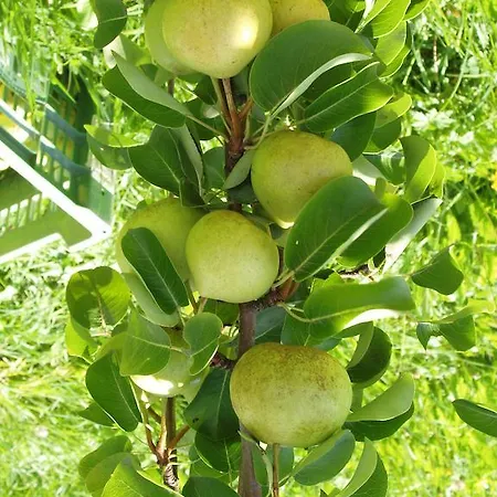 Çiftlik konaklama Riemenerhof