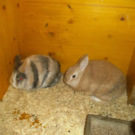 팜스테이 Riemenerhof