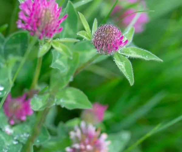 Riemenerhof בית חווה *