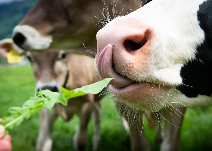 בית חווה Riemenerhof *