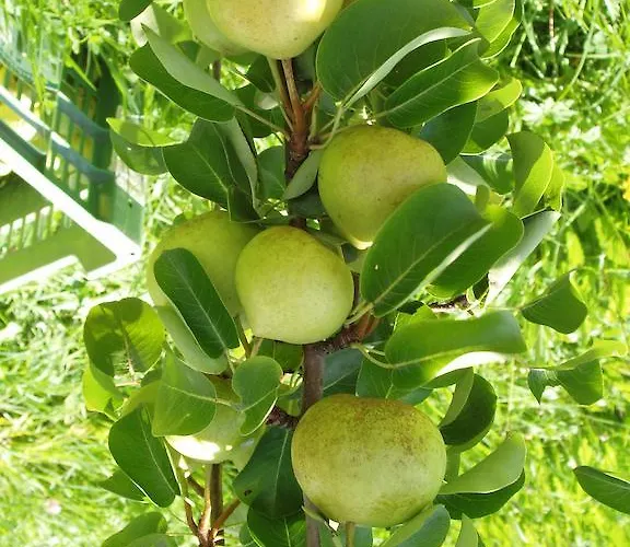 בית חווה Riemenerhof